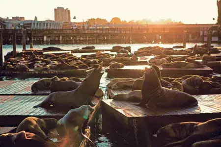 Pier 39